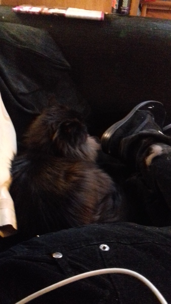 Advice wanted for my demanding cat