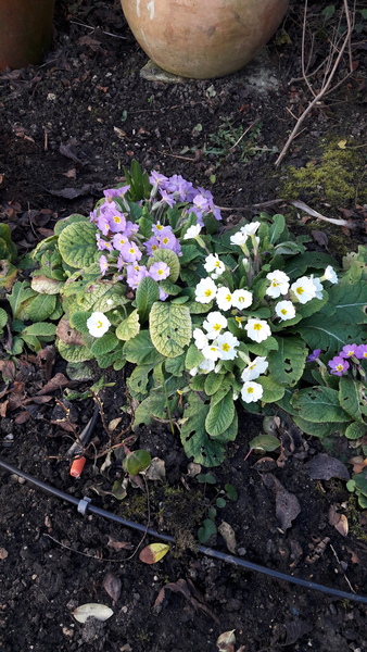 What is this plant please?