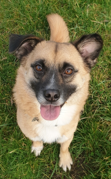 Can I just boast about my dog?!