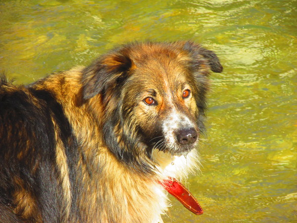 Who fancies a dog photo thread!