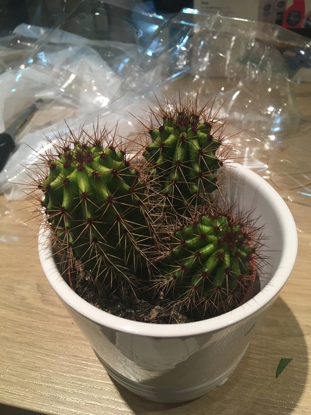 Another what is this plant (cactus this time)?