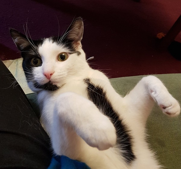 Want to see a pic of my spoilt rotten kitty?