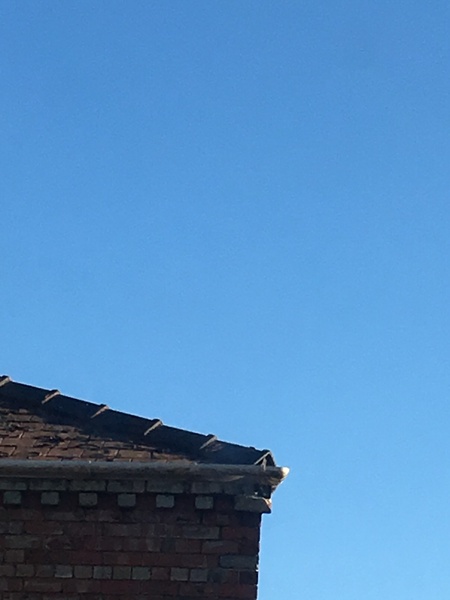 I’ve just watched some birds...