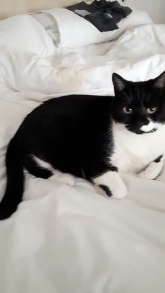 I think my cat is beautiful, show me yours 😁