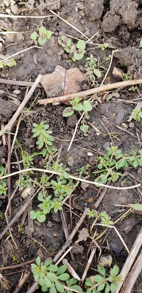 Allotment?Veg Patch Thread 13! Are we weathering the weather?