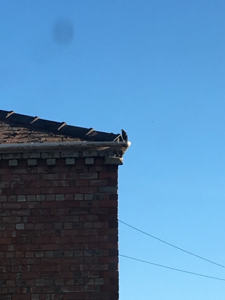 I’ve just watched some birds...