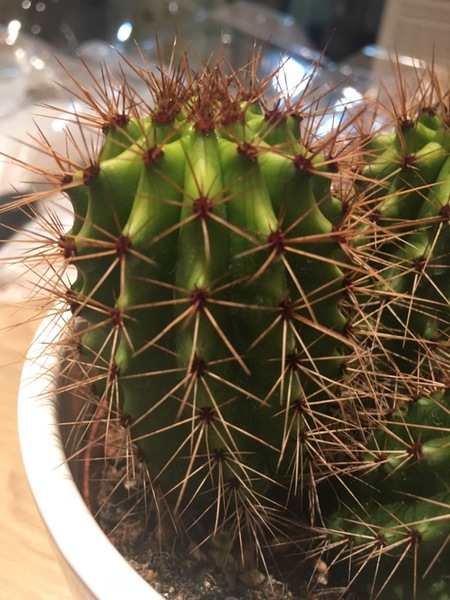 Another what is this plant (cactus this time)?