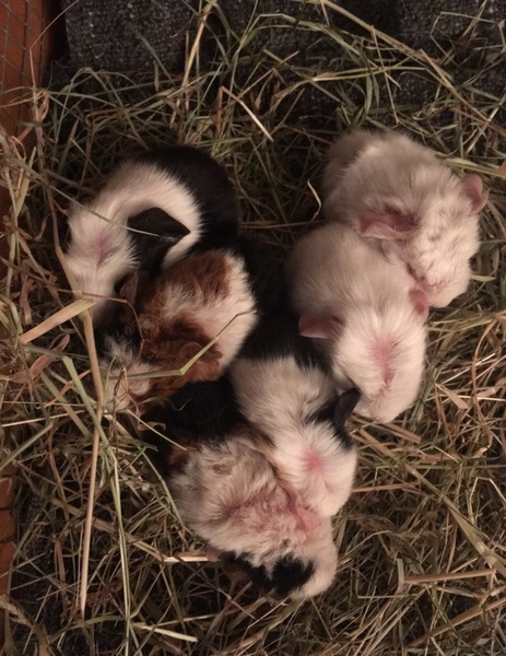 Anyone have a clue as to what breeds these GPs are?!