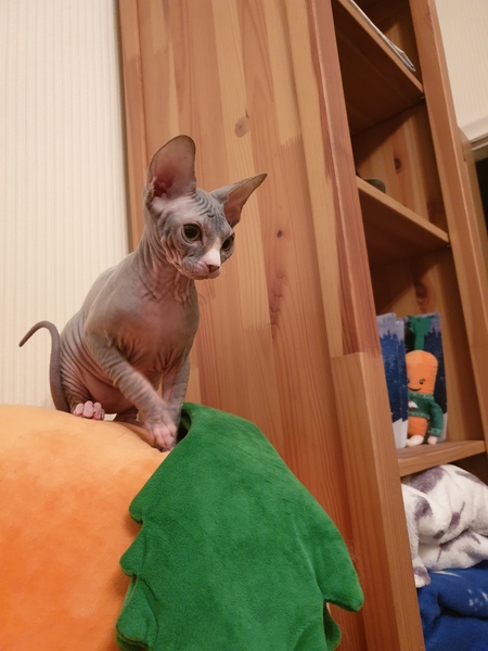 Sphynx kitten