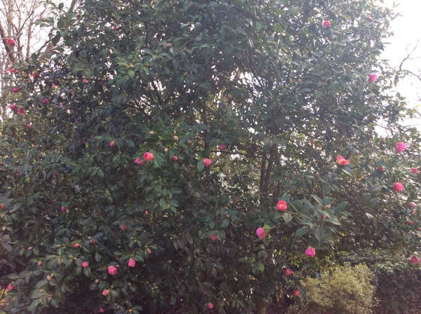 What’s early in your garden