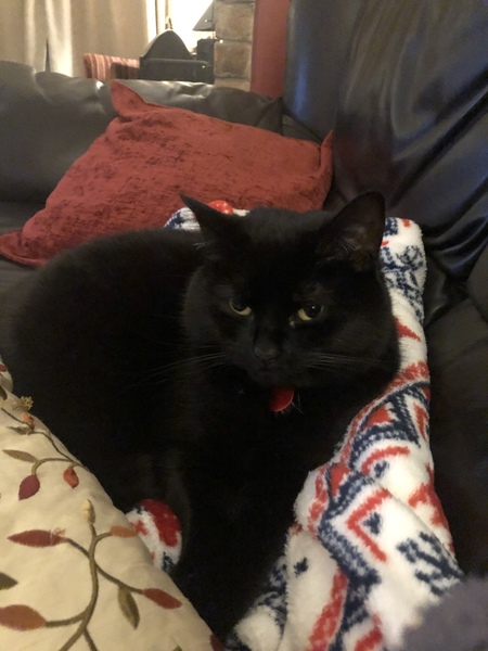 What's your Cats name?