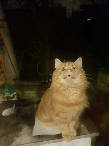 Re. Visiting cat?