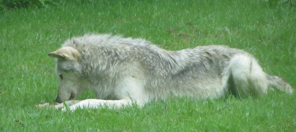 Longleat v West Midlands Safari