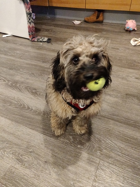 Show me your crossbreed puppy/dog please