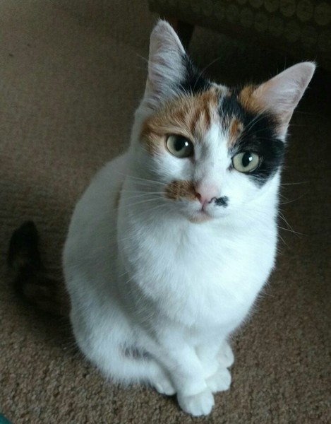 I think my cat is beautiful, show me yours 😁