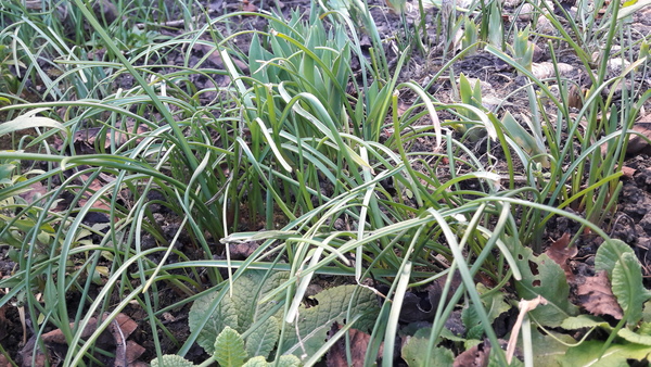 What is this plant please?