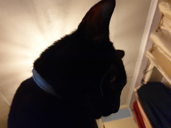 I think my cat is beautiful, show me yours 😁