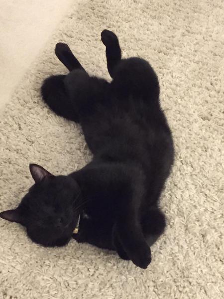 I think my cat is beautiful, show me yours 😁