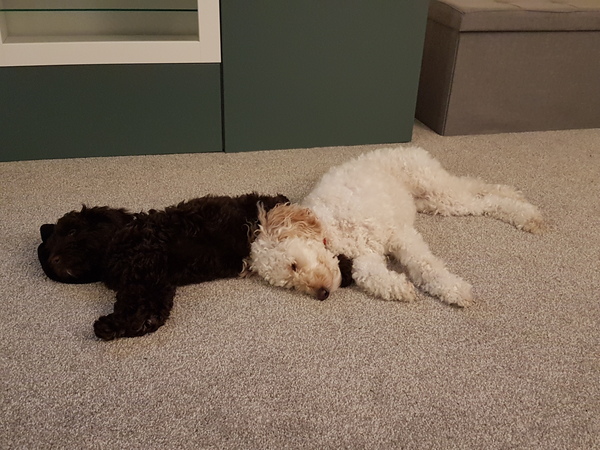 Puppy support