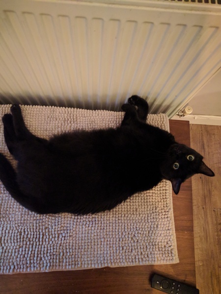 When is the right time to get new cat?