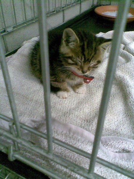Kitten refusing to eat