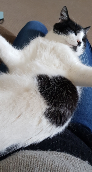 I think my cat is beautiful, show me yours 😁