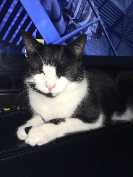 Aibu to just say one of my cats