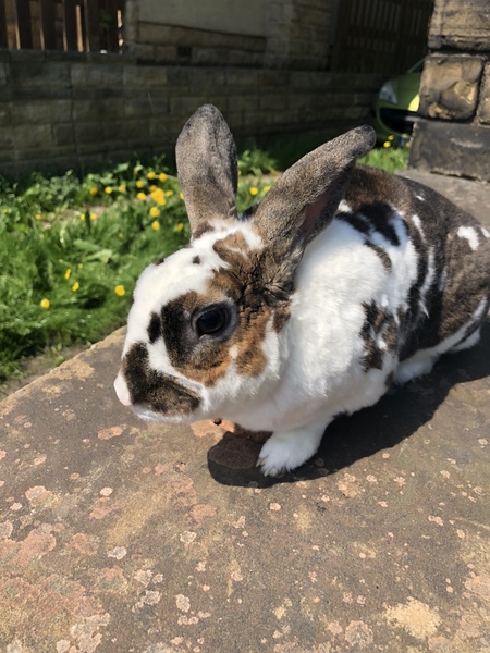 To get rid of our pet rabbits??