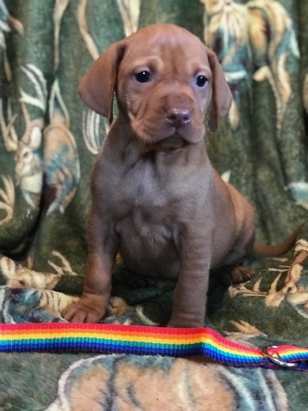 Puppy support