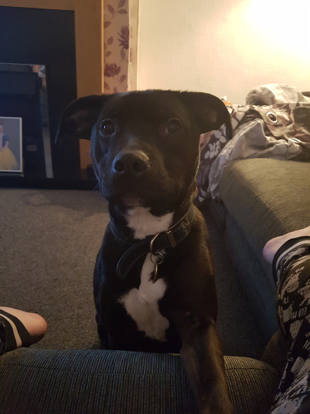 Show me your crossbreed puppy/dog please