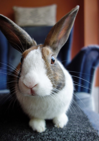 To get rid of our pet rabbits??