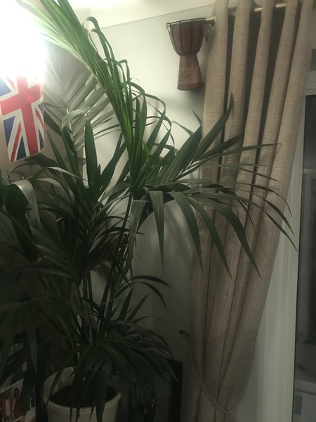 Big plants/trees indoors