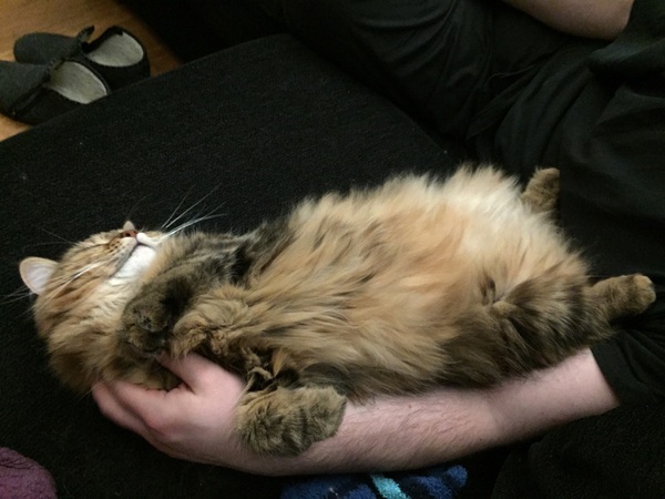 I think my cat is beautiful, show me yours 😁