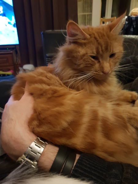 Re. Visiting cat?