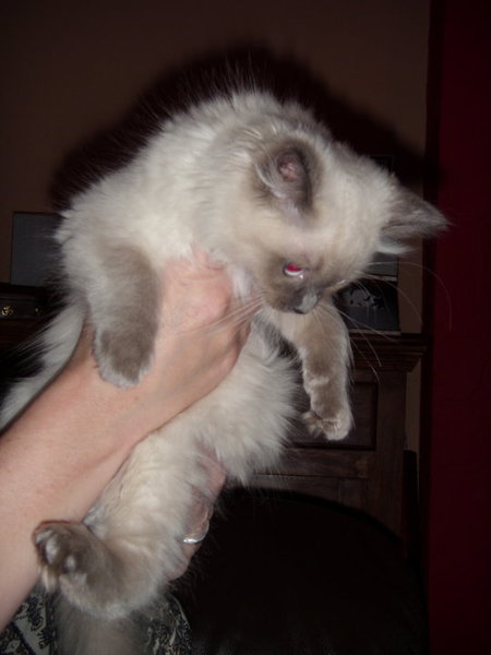 Ragdoll kidney disease