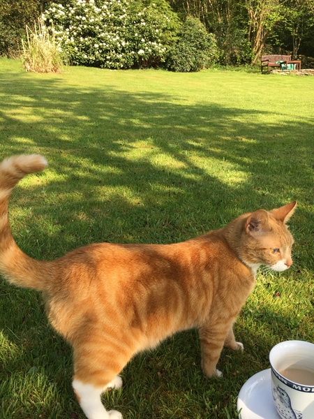 I think my cat is beautiful, show me yours 😁