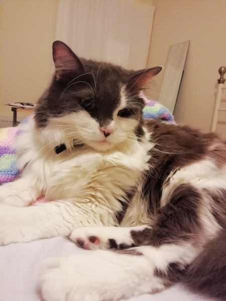 I think my cat is beautiful, show me yours 😁