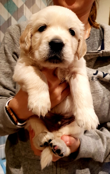 To ask you to help me name my puppy