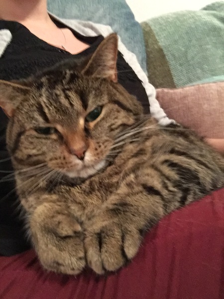 Cat won't leave me alone