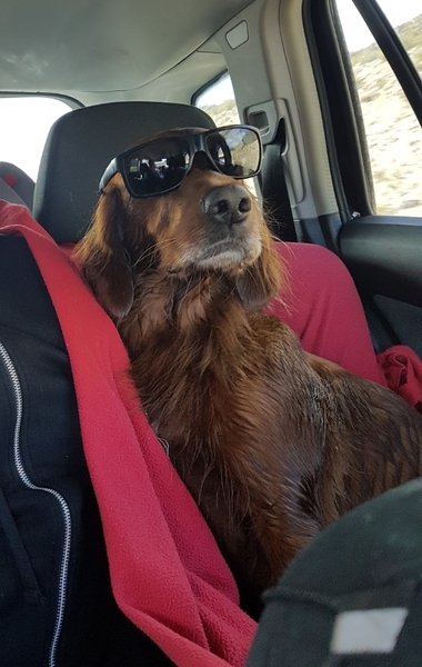 Talk to me about Red Setters