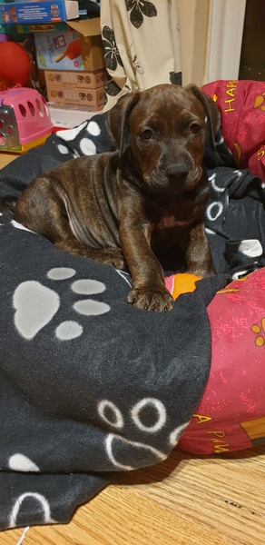 We have a new puppy.. lovely mumsnetters give me your knowledge