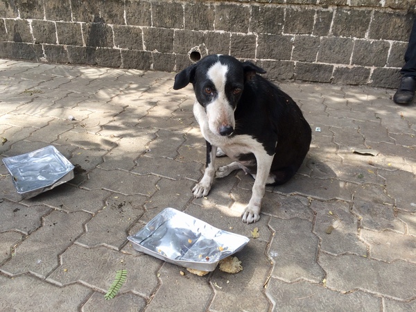 General Dog Chat 4