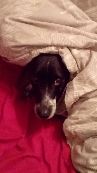 Who fancies a dog photo thread!