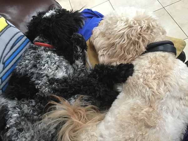 Cockapoo advice?