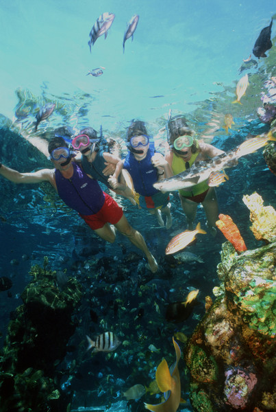 Has anyone swam with sharks??