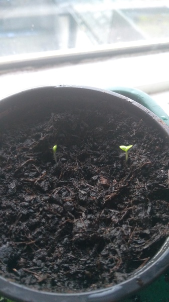 Friendly Frugaleers Furtively Ferreting Away to Find Fabulous Savings