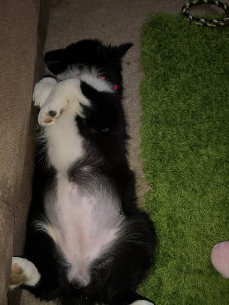 Puppy support