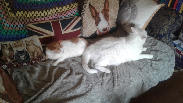 I just walked in on a threesome!