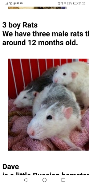 Small furries. Name for a male trio needed.