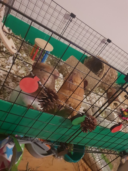 New guinea pig advice please